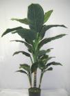 Broadleaf Palm